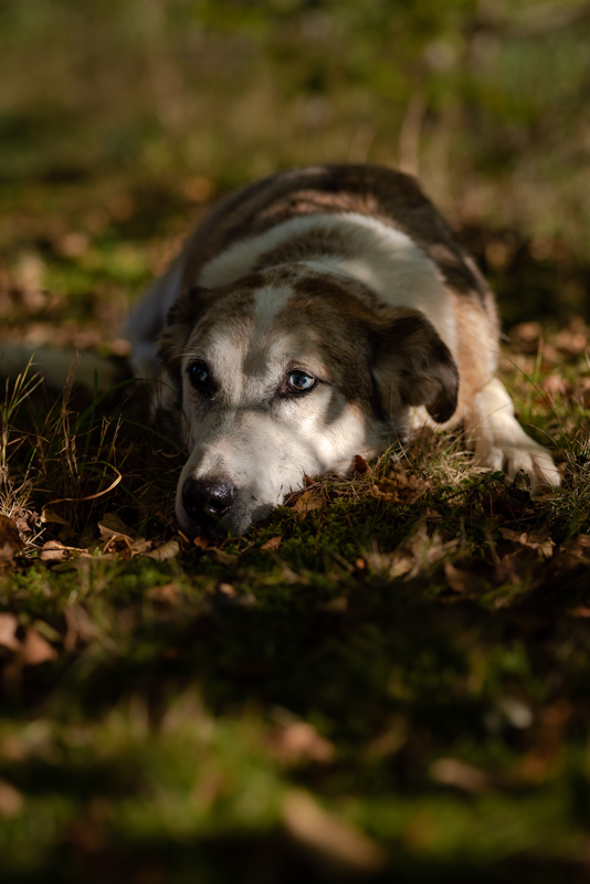 chien couché par terre